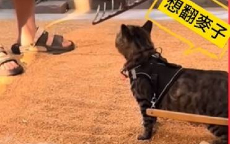 犁貓上身！　主人準備開工「牠推車現身」：這活我來