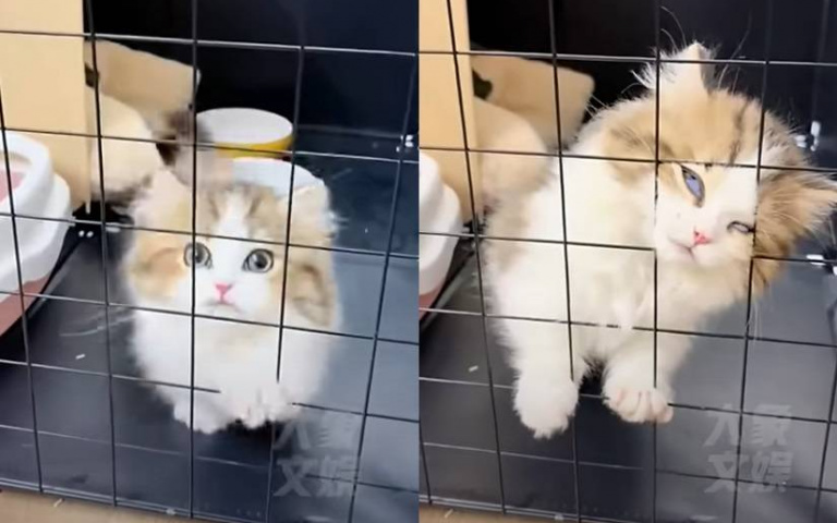 「可愛死了」實體化！三花幼貓翻白眼演技超浮誇　網笑翻：貓界奧斯卡是你