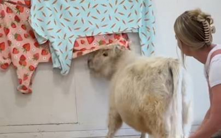 母牛竟然有睡前儀式！　網友看完羨慕：我可以搬去那裡住嗎