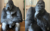這眼神合理嗎？大猩猩界木村拓哉「清正」沉思畫面電暈全網：比前男友還深情！