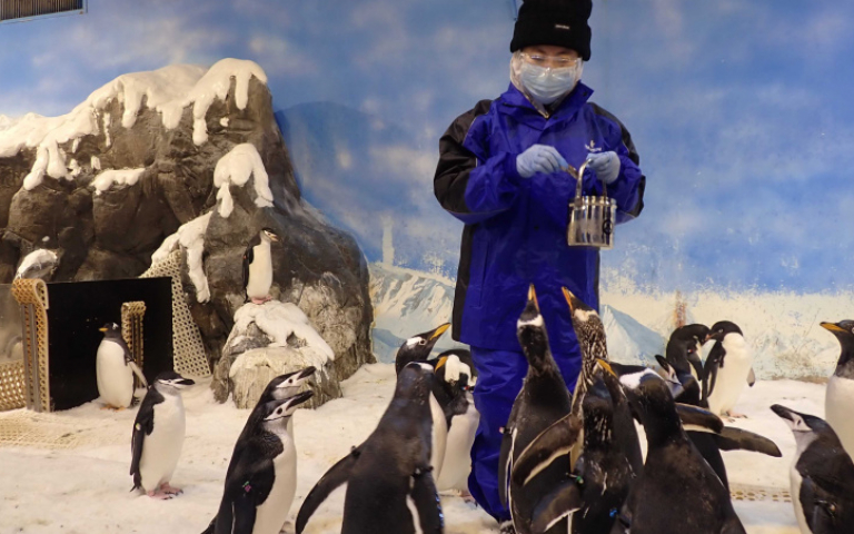 我與企鵝的距離只有0.1毫米！屏東海生館企鵝飼育照護體驗　1月18日開賣