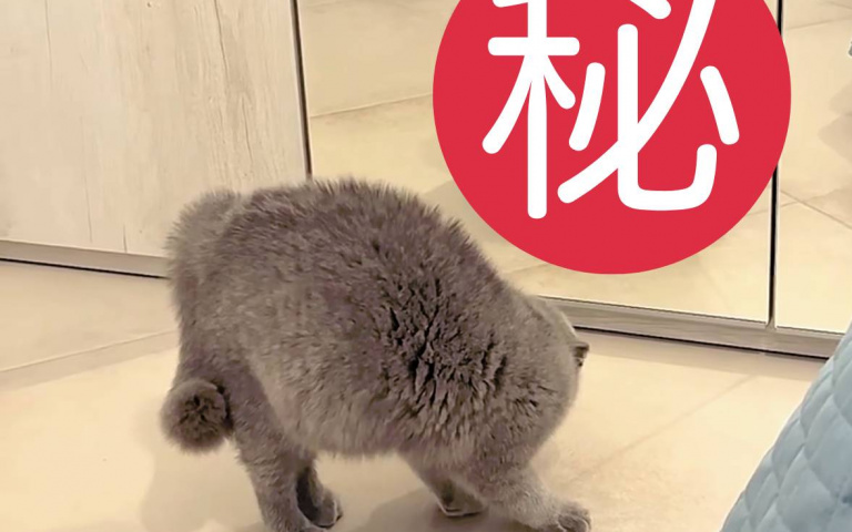 貓咪看見「牠」,竟然拱背生氣!嘴裡還不停罵罵咧咧!