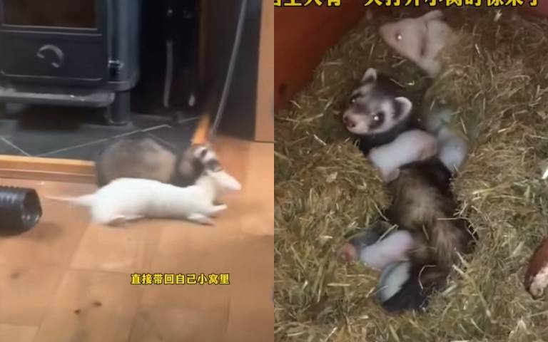 光天化日強擄民女！　雪貂把老婆拖回家「開始生小孩」