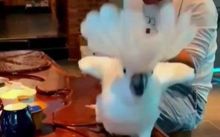 這鸚鵡跳舞也太溜！ 對拍上演月球漫步