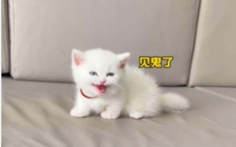 小貓試圖跳下沙發！　主人一舉動讓牠懷疑貓生