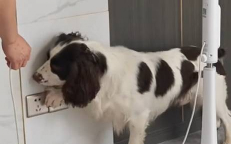 史賓格犬怕熱啊! 白目黑貓拔掉插頭讓牠有些動怒
