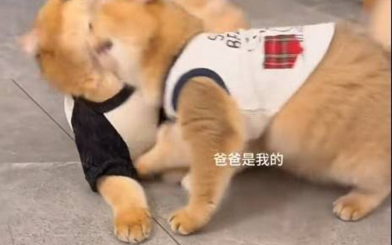 貓爸媽生了小喵後相處時間全沒了　網嘆：父母是真愛，孩子是意外