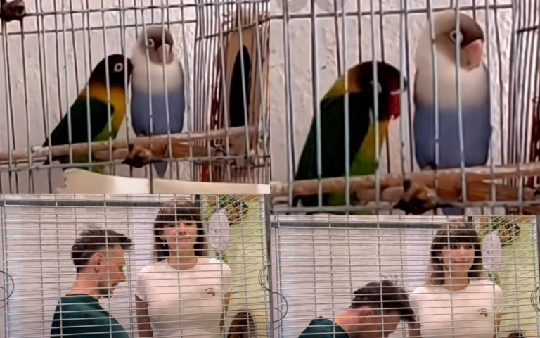 以為到舞廳了？鸚鵡隨節奏盡情擺動　情侶檔完美模仿