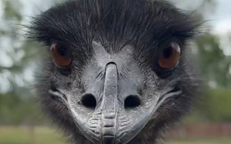 地球上體型次大的鳥「澳洲限定」！　人稱神經兮兮的鳥…原因曝光