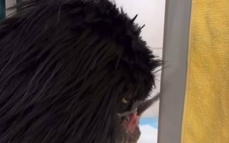 巨頭老鷹手偶餵食幼禽　這幕看似詭異但卻是用心良苦