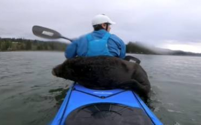 E人海獺溜上皮划艇！　活潑玩耍模樣吸引眾人關注