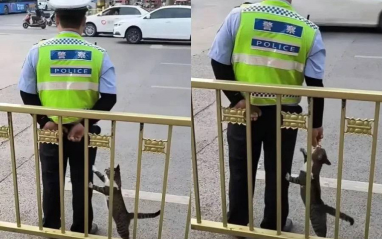 超暖摸魚！交警口袋藏零食慢動作餵食　超萌小貓現身「陪站崗」融化全網