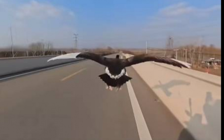 遛狗、遛貓都看過…遛鵝可是首見！　男子控制牠飛高飛低還會炫技