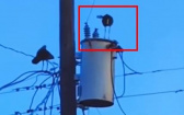 大鳥飛上電線桿觸電重摔落地　他湊熱鬧錄影還配音全網笑翻