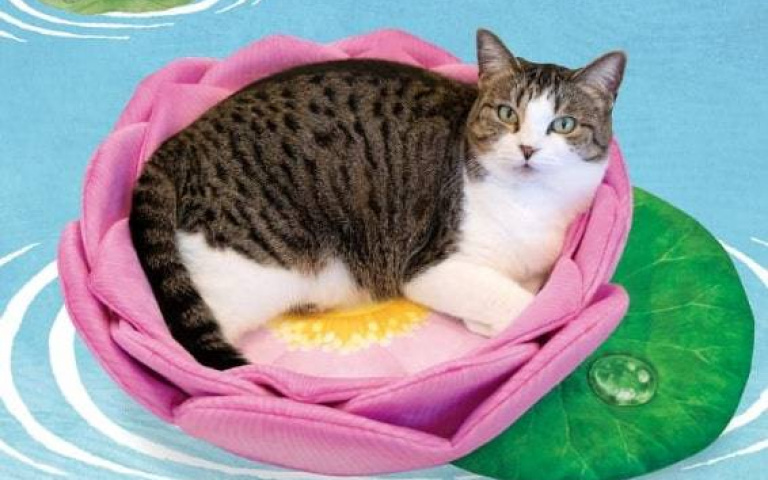 買了「蓮花貓咪坐墊」但主子上去後　為什麼與官方的示意照很不一樣？