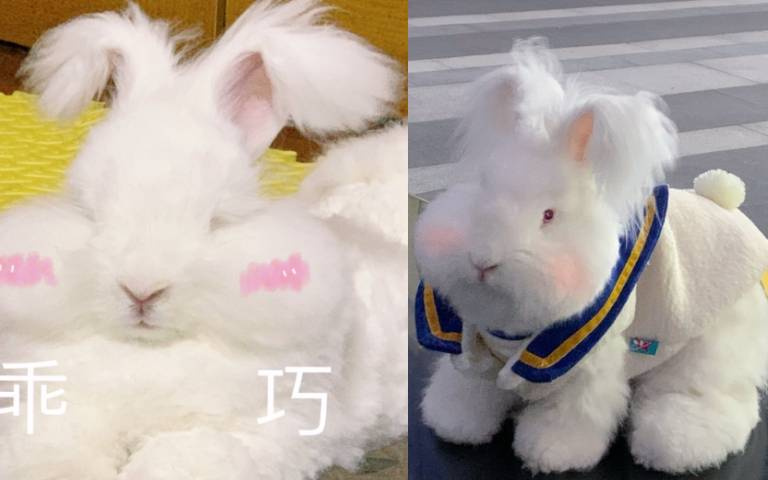 雙馬尾造型好吸睛！呆萌安哥拉兔根本大玩偶