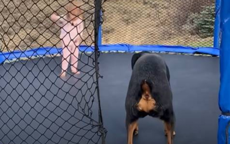 超級反差萌！猛犬陪小主人玩跳床　可愛畫面融化網友