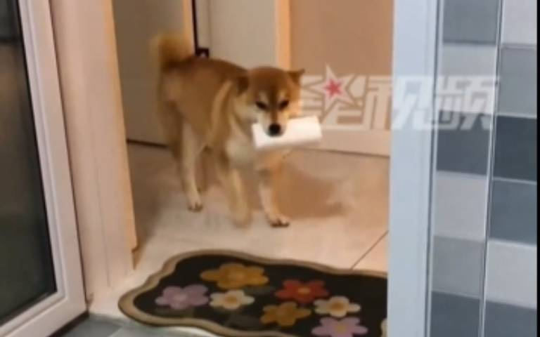 主人心累！請愛犬幫拿衛生紙　柴柴連三次不給還大迴轉