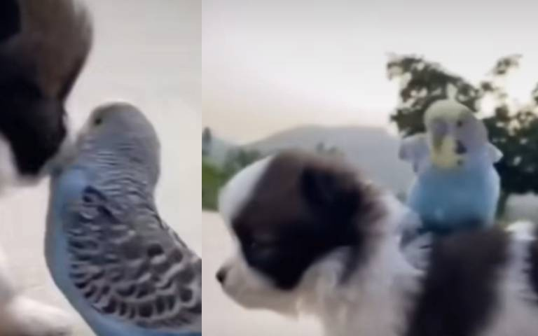 跨越物種的友情！小狗跟鸚鵡感情超好　玩一起還能當坐騎