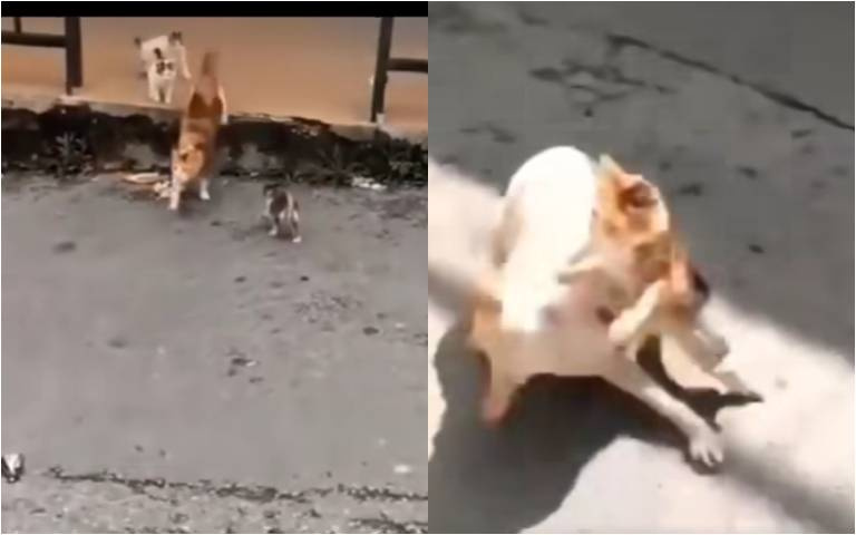 母愛噴發？小奶貓狂叫　貓媽找大狗出氣「撞飛牠」