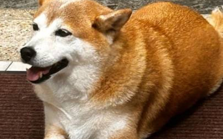 一狗之力扛業績！台中影印店評論頁面滿是胖柴　客人狂誇：店員服務超好