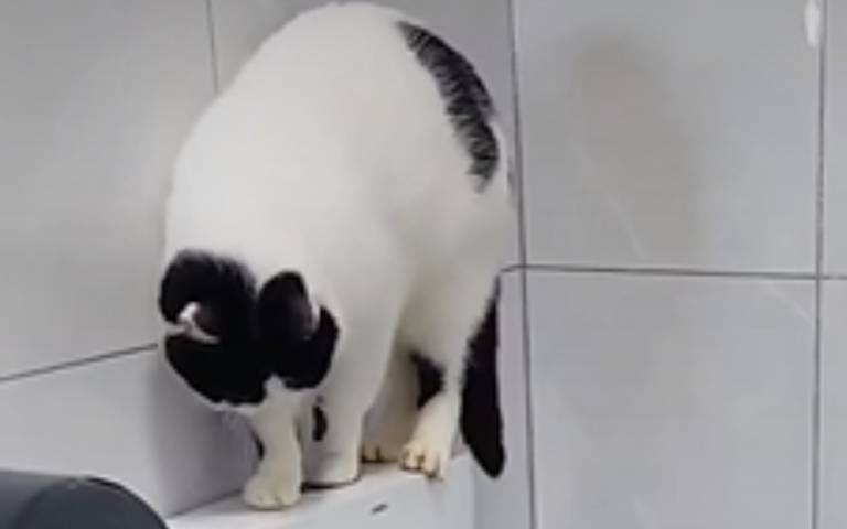 人類化的貓咪！　小貓屁屁朝馬桶「撲通」…大貓幫沖水