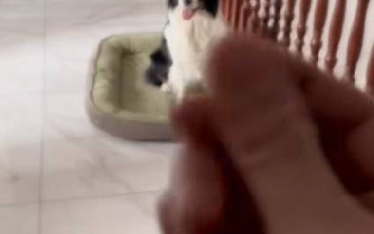 日防夜防家狗難防　女主人算錢、他指導邊牧偷錢成功