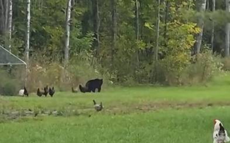 先是從從容容、最後連滾帶爬！　黑熊闖後院結果被雞群追逃