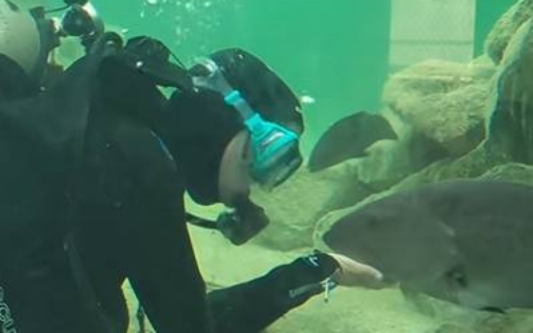 同伴被人類爽按摩！　石斑魚吃醋了「罕見畫面曝光」