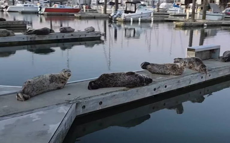 海獅群躺碼頭曬太陽　他經過卻語出驚人：你們很臭！