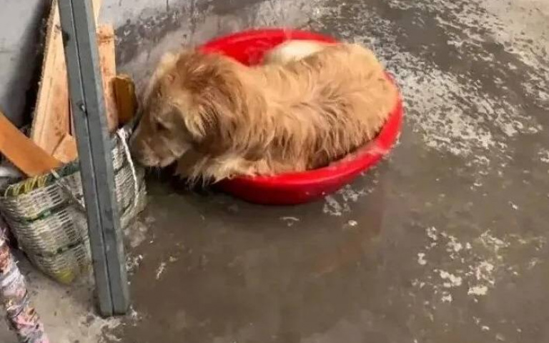 阿金玩成泥巴狗竟「自開水龍頭」洗全身　網看傻：這工讀生扮的吧