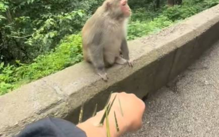 手臂挨刺求支援　只有猴王願意幫忙「喜收香蕉一根」