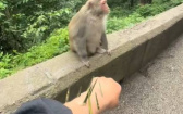 手臂挨刺求支援　只有猴王願意幫忙「喜收香蕉一根」