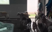 狗狗說洗澡躲超遠　游泳課就往前衝