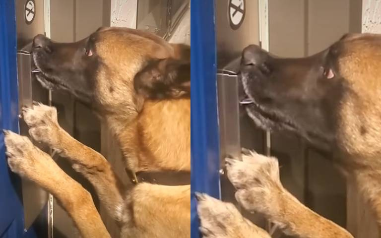 狗狗自叼房卡開門　眼尖網友質疑：有剪輯？