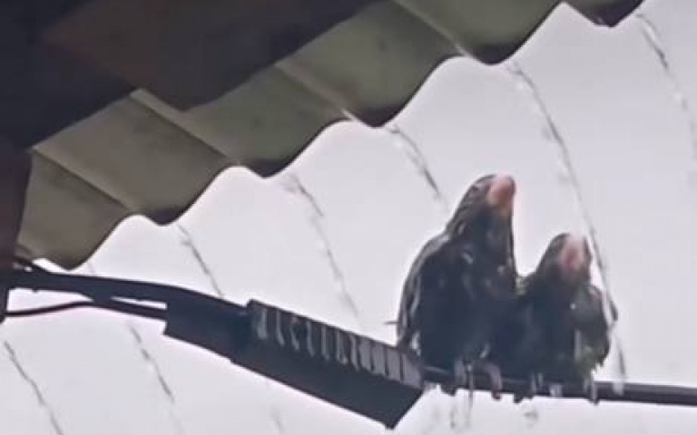 快進來別淋雨！　暖鳥「不讓朋友受寒」超貼心