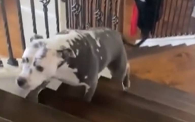 這真的是比特犬嗎? 貓咪威嚇「牠嚇到跌下樓」