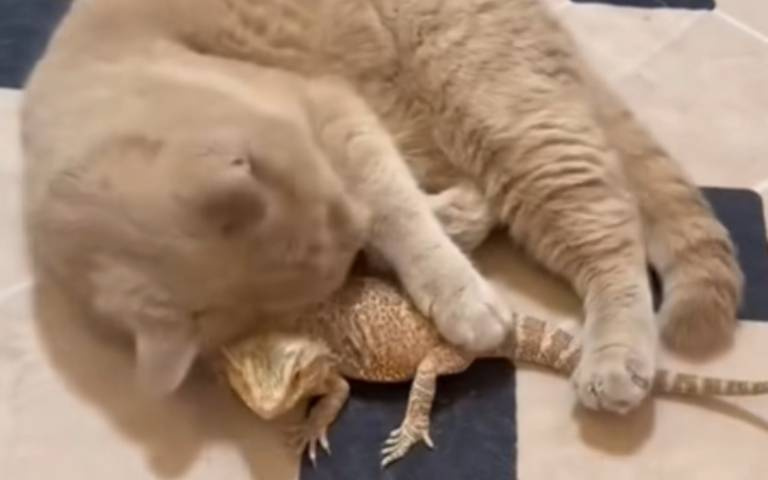 貓咪獨自在家好寂寞　主人突發奇想：養一隻蜥蜴來陪