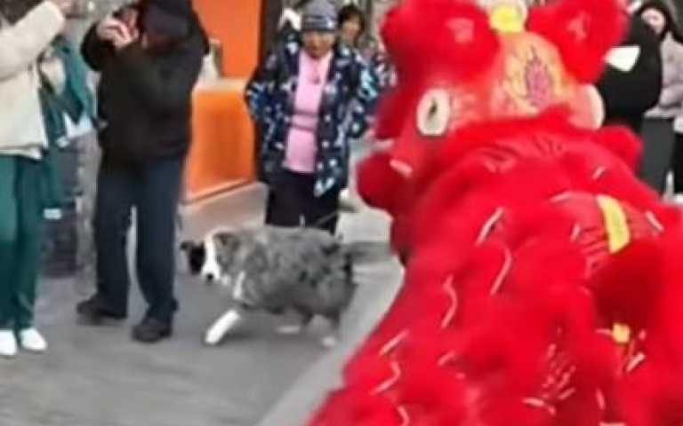 惡犬吠舞龍舞獅! 一回頭「牠秒變史努比」嚇到狂退