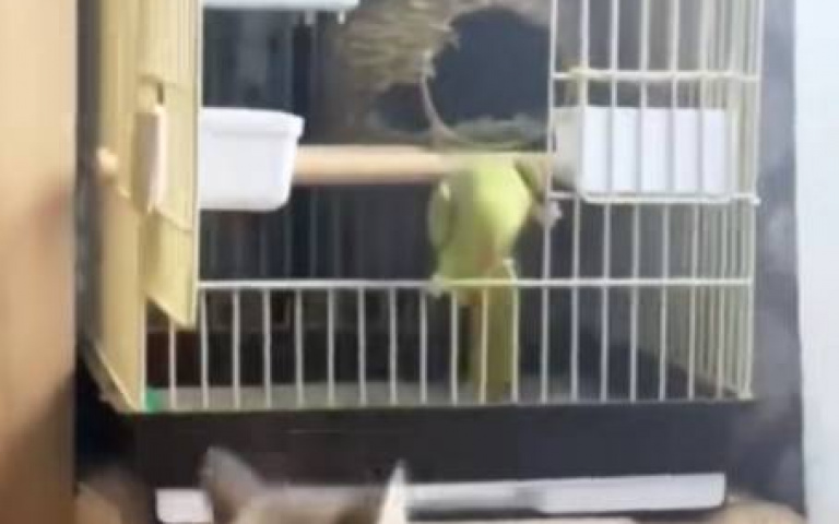 手賤貓咪一直打 鸚鵡大喊:WTF