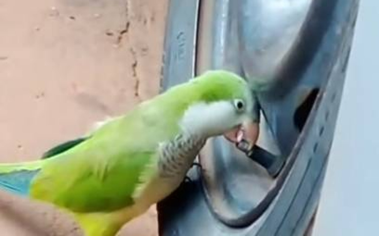 不只陸地爬的、天上飛的也要注意！　鳥替輪胎漏風「犯罪過程全直擊」