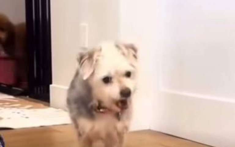 當狗聽到要去散步的反應？　這隻竟然把飼料全吐出來了