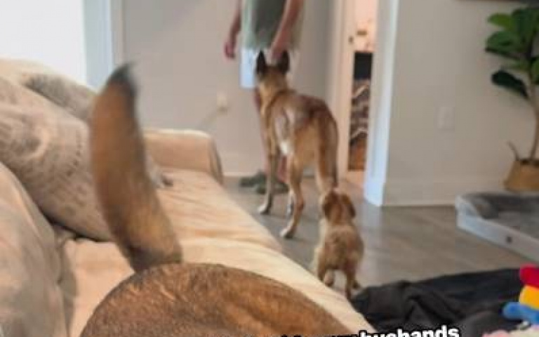 退役警犬和主人要莫名連結　夫妻倆做測試全驚呆了