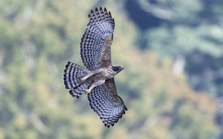 《飛吧！熊鷹》揭台灣最神秘猛禽面紗　吳念真旁白、林強配樂加持