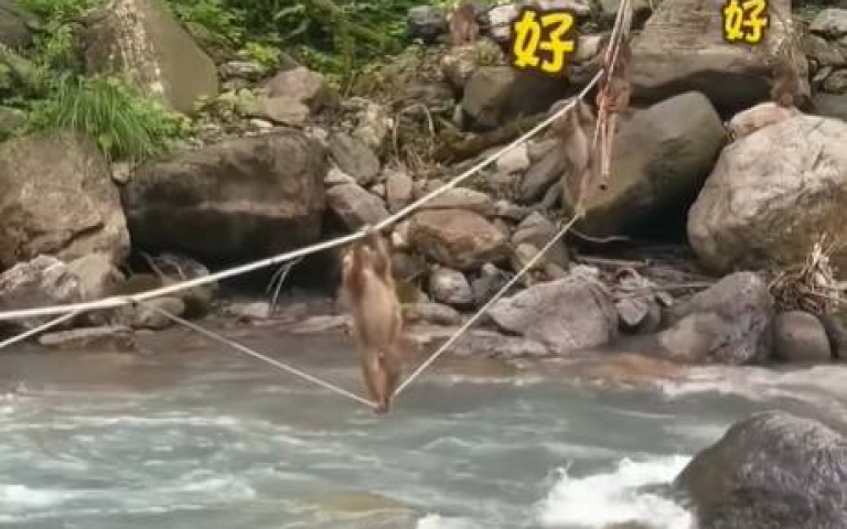 猴群齊心渡河！　「猴大哥」在身後默默做這件事被讚貼心