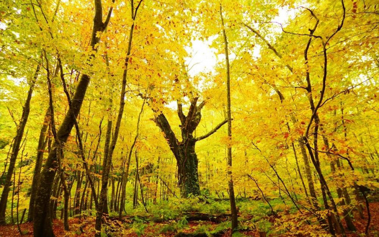 秋天到了想出國？看看獵人深入日本「秋田白神」追追金葉解解饞吧！