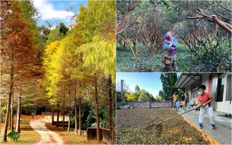 採茶籽一日體驗!快來新竹「大地農場」,近距離接觸小動物,享受大自然
