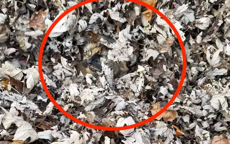 猜猜我在哪？貓咪玩耍和落葉融為一體　主人：我的貓呢？