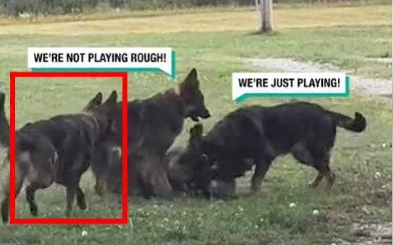 一隻狗狗被同袍圍毆　牠看不下去了！衝向前汪汪汪