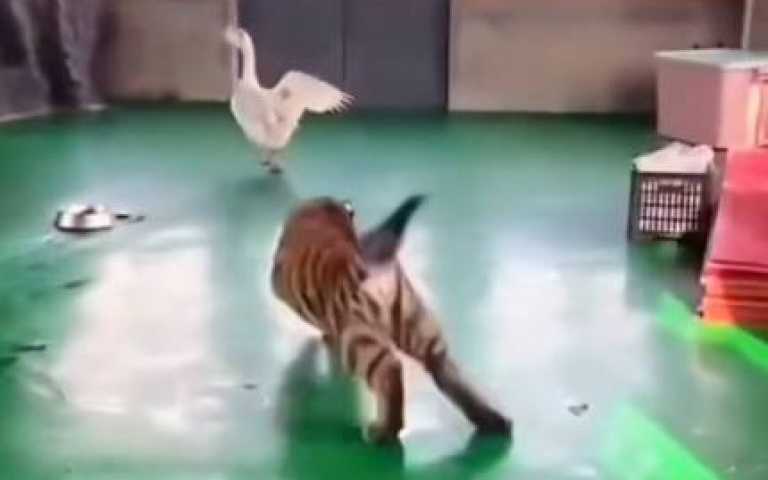 老虎肚子餓想用餐？　牧虎鵝啟動「牠逃跑畫面逗笑全網」